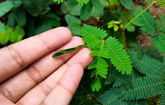 20 Semințe Mimosa Pudica – Planta Sensibilă care își strânge frunzele instant la atingere – fotografia 1 din 3