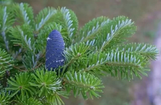 15 Semințe Brad Coreean (Abies Koreana) – Conuri Mov Erecte (Rare) – fotografia 2 din 2