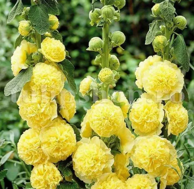 Set 3 tipuri / culori semințe nalbă de grădină cu floare bătută - galben, roșu și portocaliu – fotografia 3 din 3
