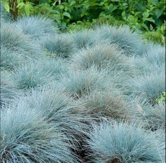 Iarbă Albastră Ornamentală (Festuca Glauca) - Plantă Perenă Grădină sau ghiveci – fotografia 2 din 2