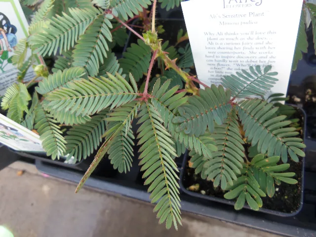 20 Semințe Mimosa Pudica – Planta Sensibilă care își strânge frunzele instant la atingere – fotografia 2 din 3