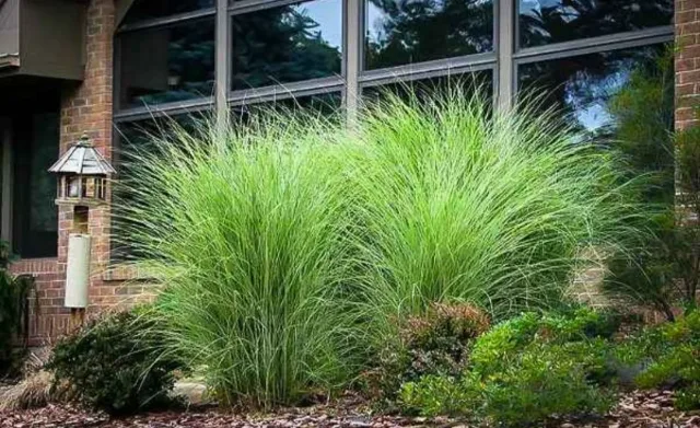 🌿 Iarbă Ornamentală (Stuf Chinezesc / Iarba Elefantului) – Plante Perene Mari – Iasi, Iași
