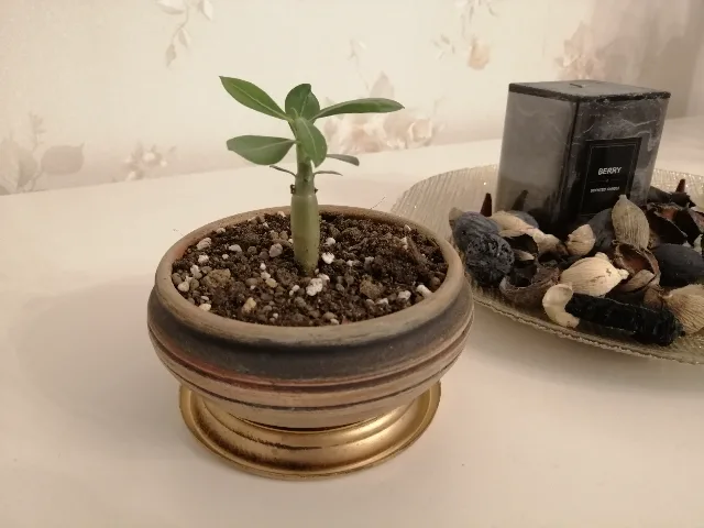 Trandafir de Deșert (Adenium Obesum) 6 luni - Plantă de Interior Exotică – fotografia 3 din 5