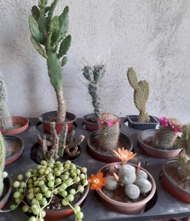 Cactusi diferite soiuri – Lugojel, Timiș
