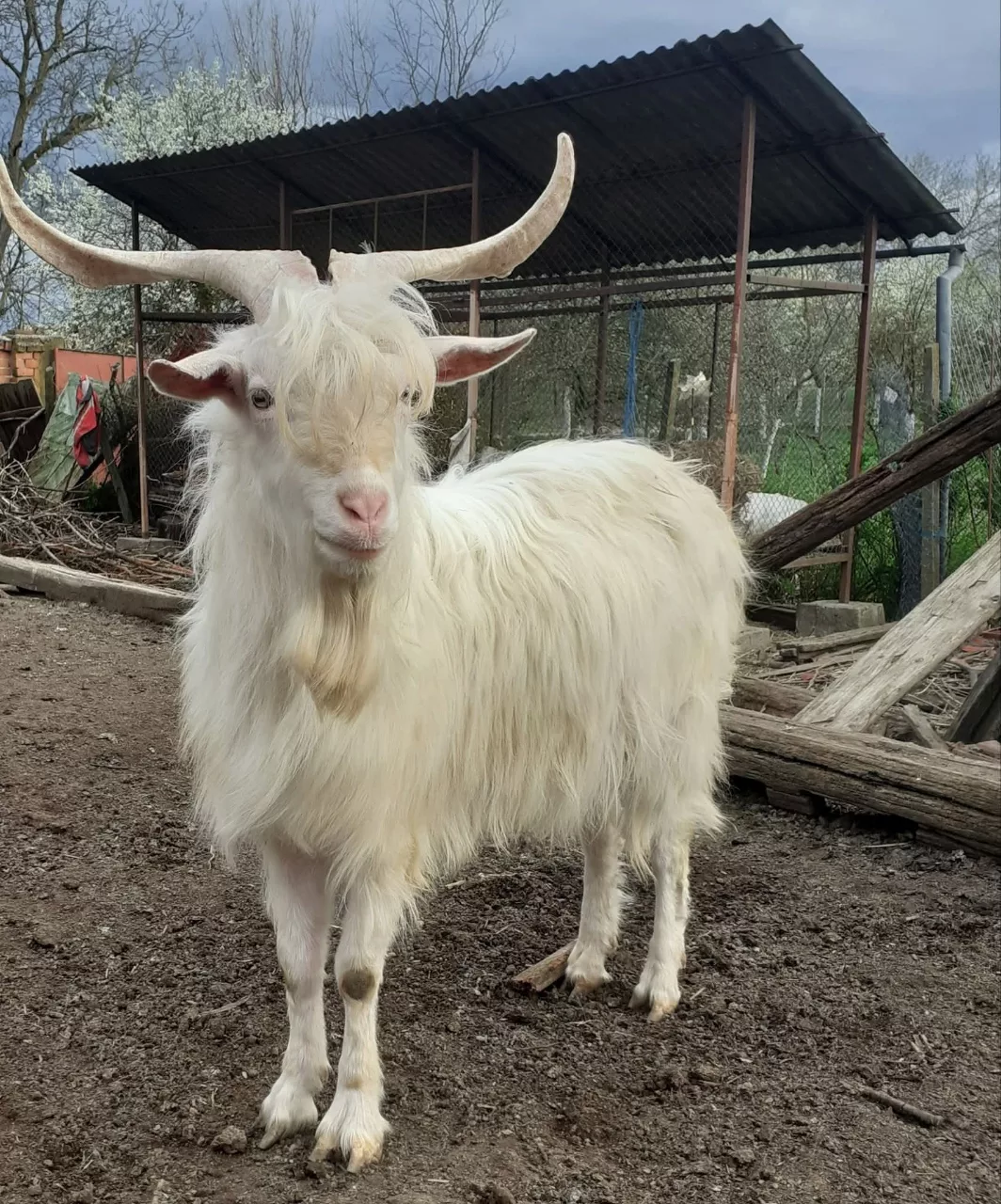 Țapi albi buni de prasila – fotografia 1 din 1