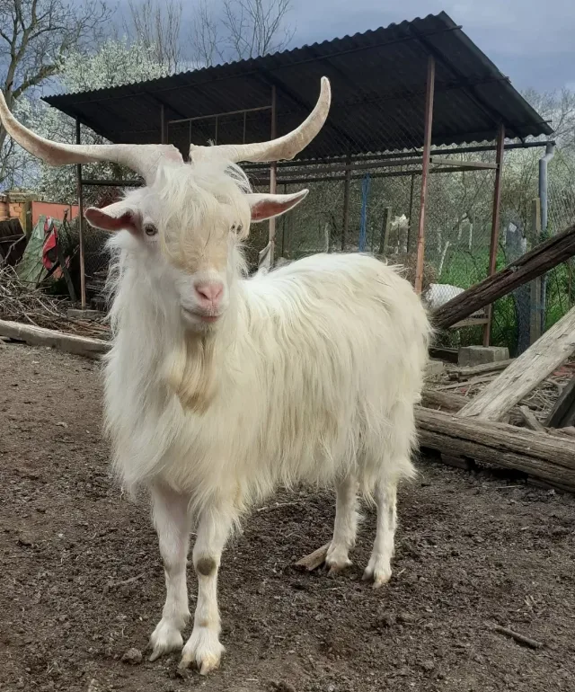 Țapi albi buni de prasila – Lugojel, Timiș