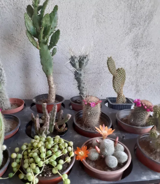 Cactusi diferite soiuri – fotografia 2 din 2