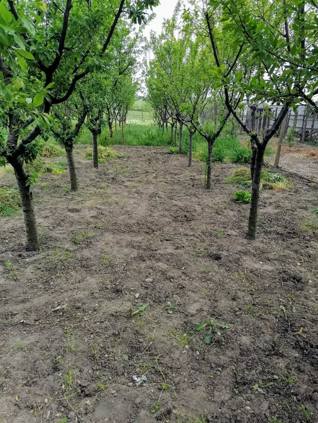 Casă și grădină – fotografia 7 din 8