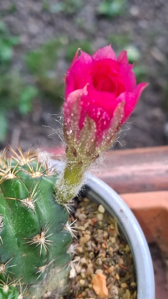 Cactusi deosebiti – fotografia 2 din 6