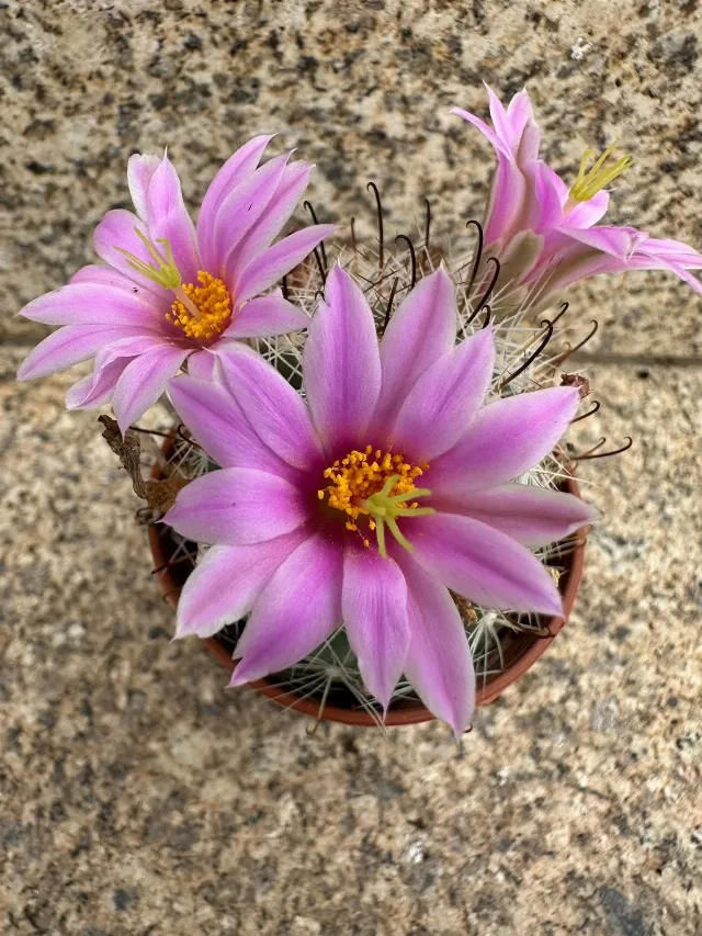 Cactusi deosebiti – fotografia 5 din 6