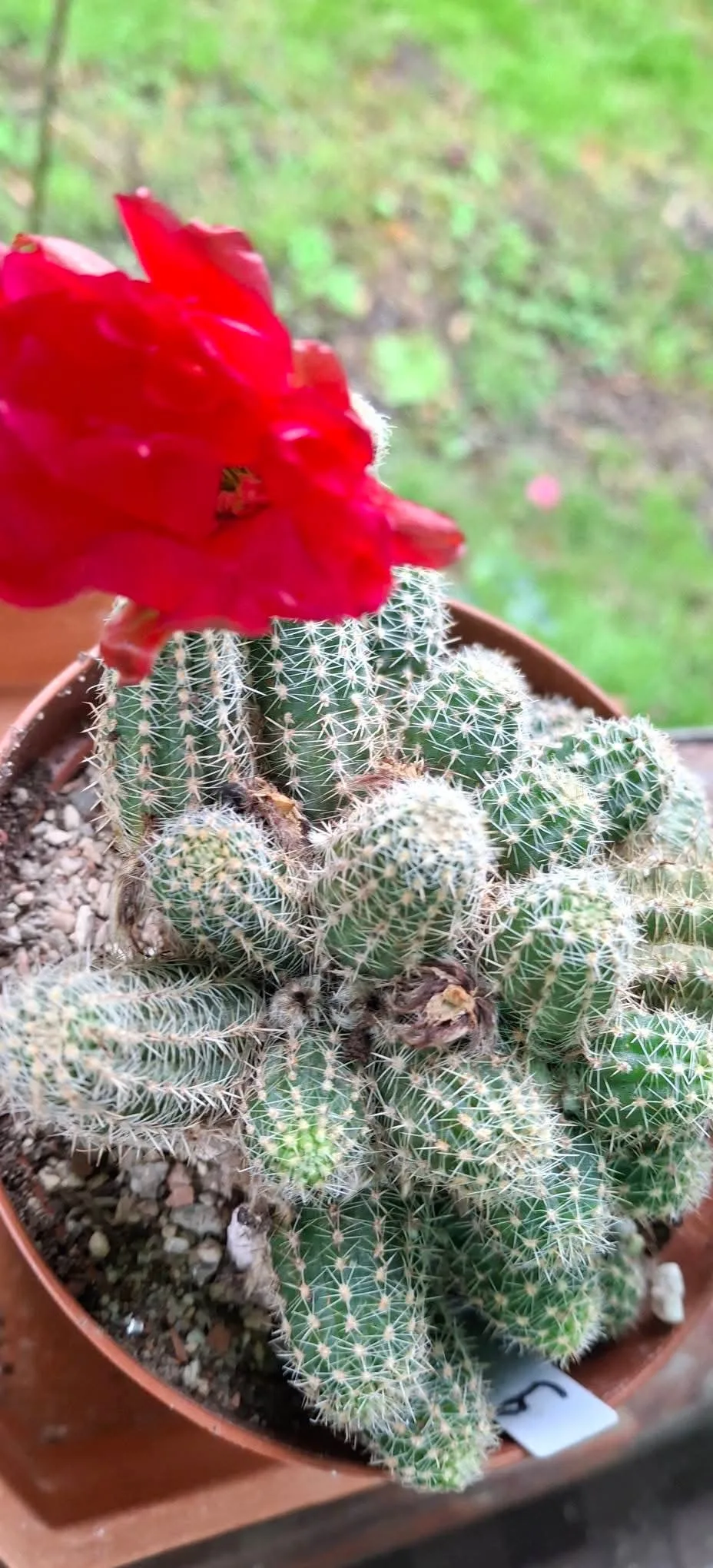 Cactusi deosebiti – Reghin, Mureș