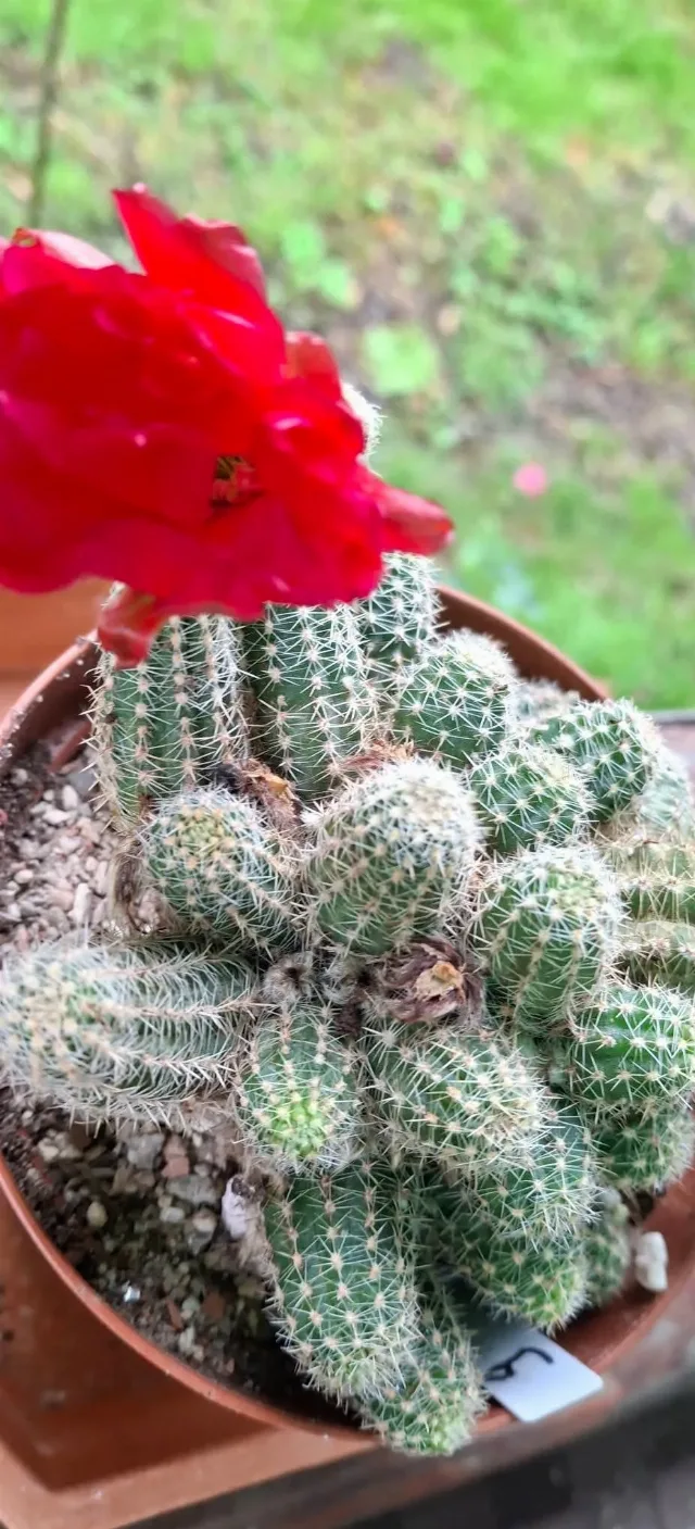 Cactusi deosebiti – Reghin, Mureș