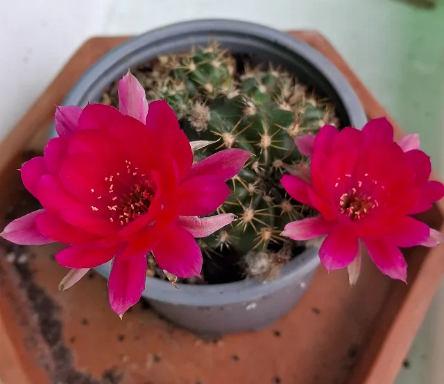 Cactusi deosebiti – fotografia 4 din 6
