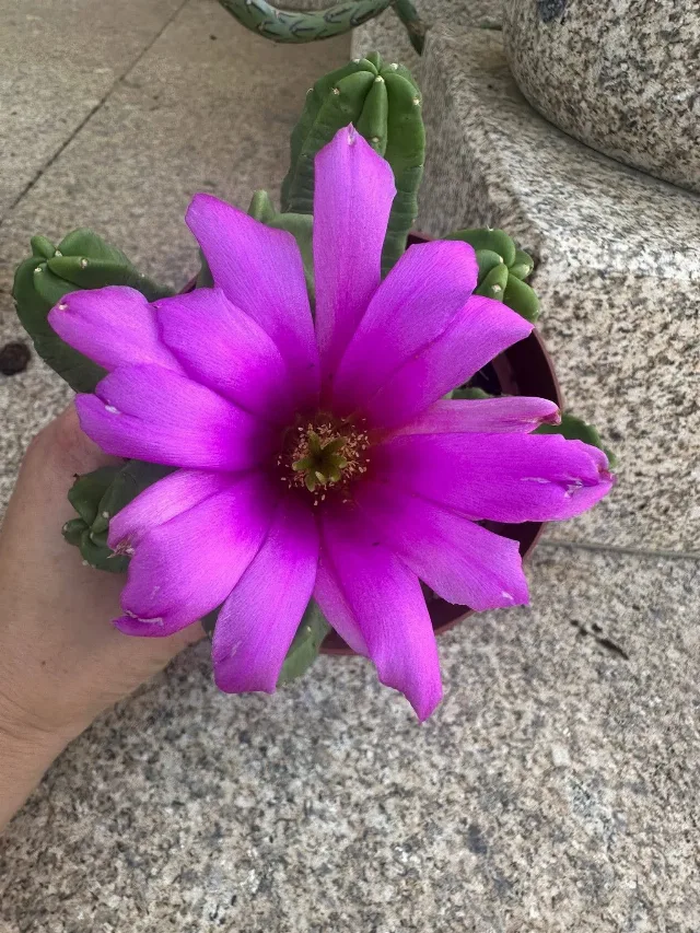 Cactusi deosebiti – fotografia 6 din 6