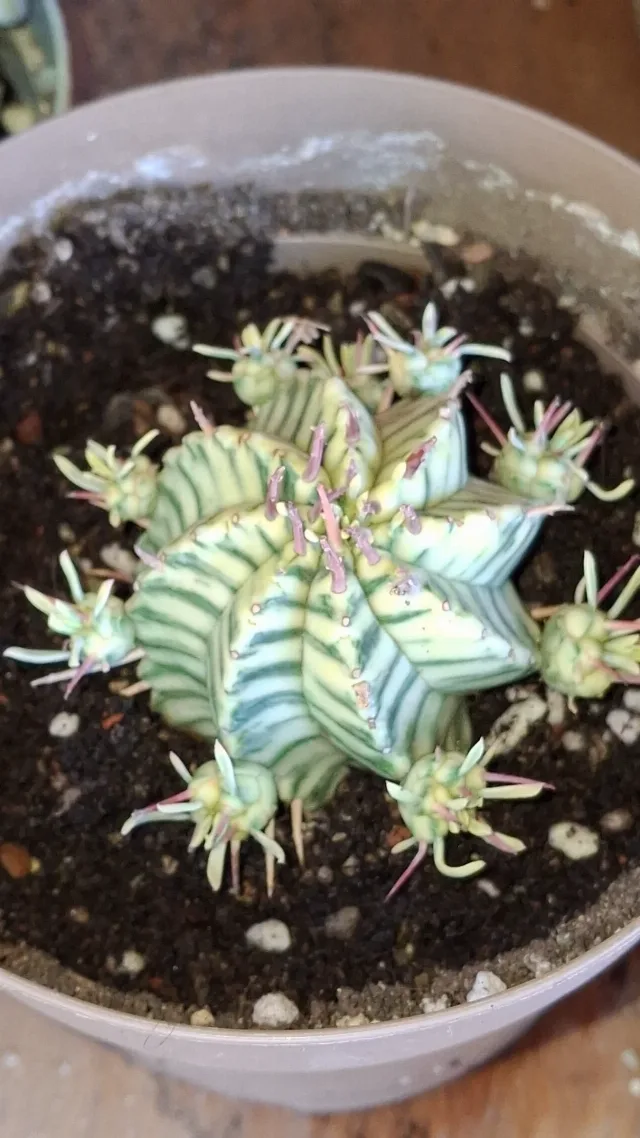 Cactusi deosebiti – fotografia 3 din 6