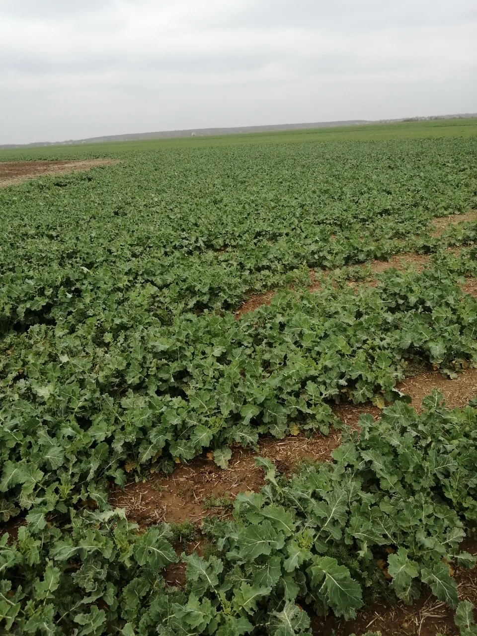 Vând teren agricol – fotografia 3 din 4