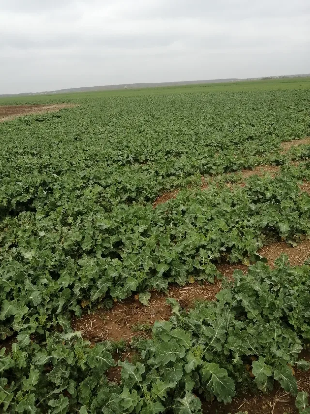 Vând teren agricol – fotografia 3 din 4