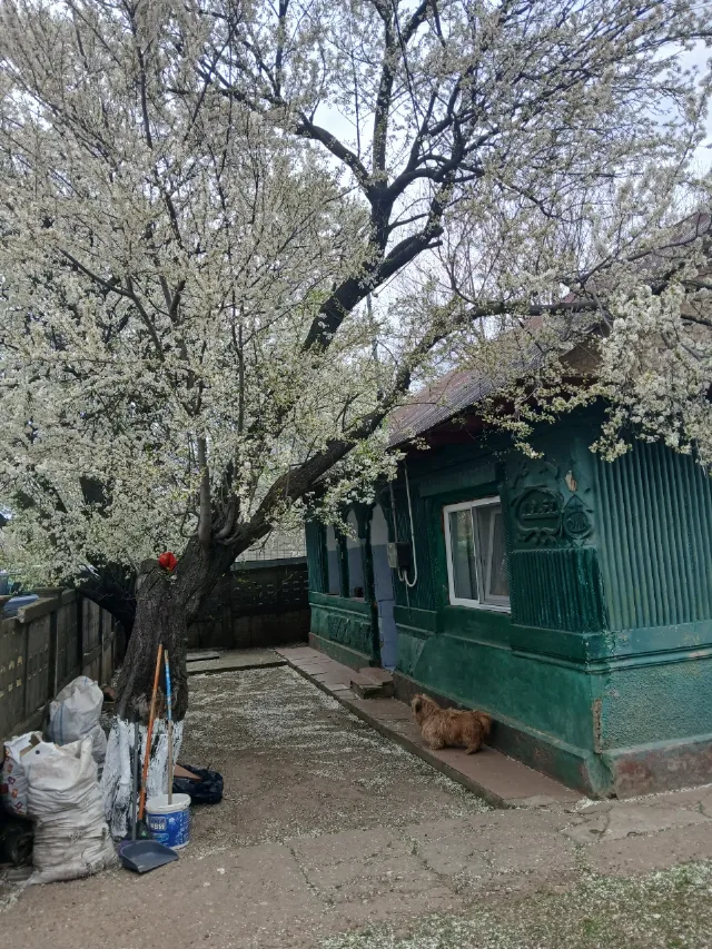 casa de vanzare – Fierbinti-Targ, Ialomița