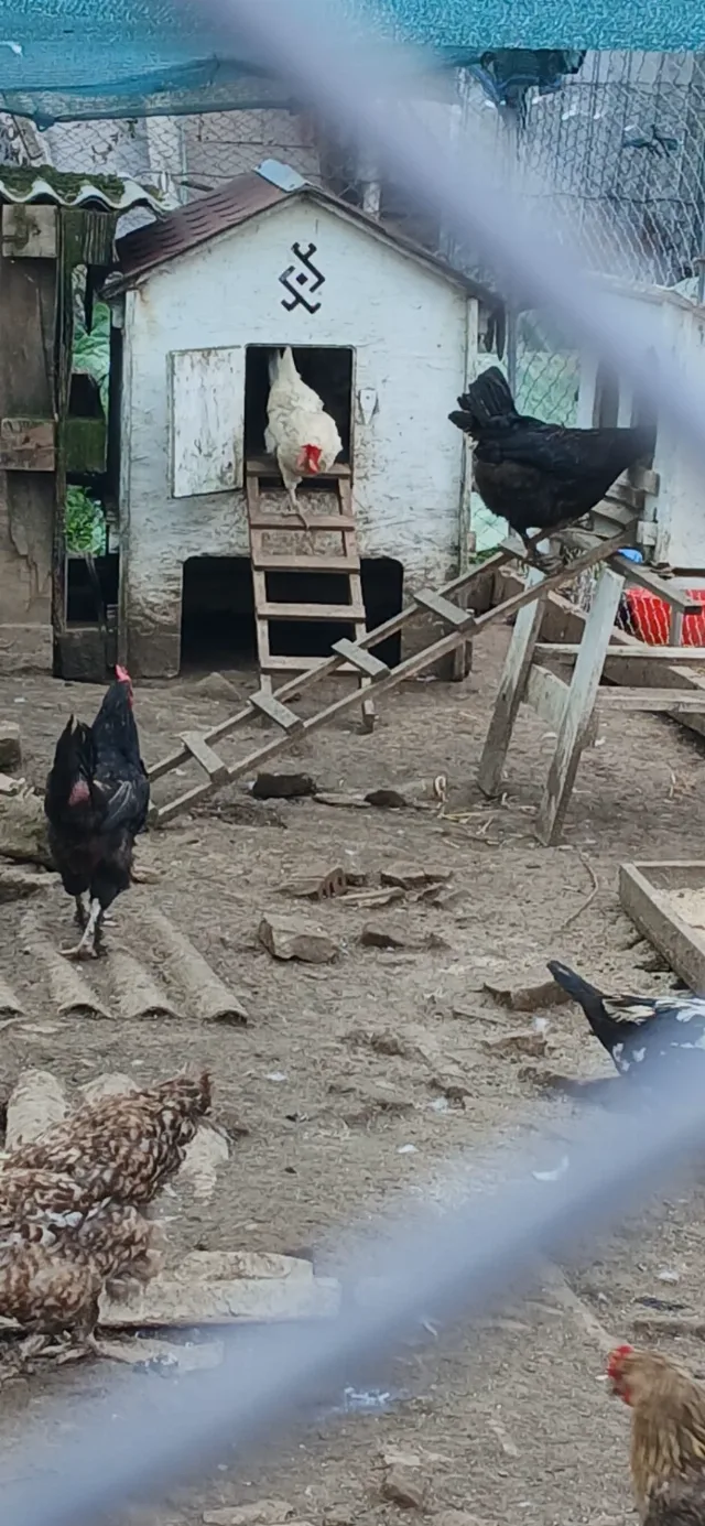 Vand oua de gaina crescute in gospodaria proprie – Snagov, Ilfov