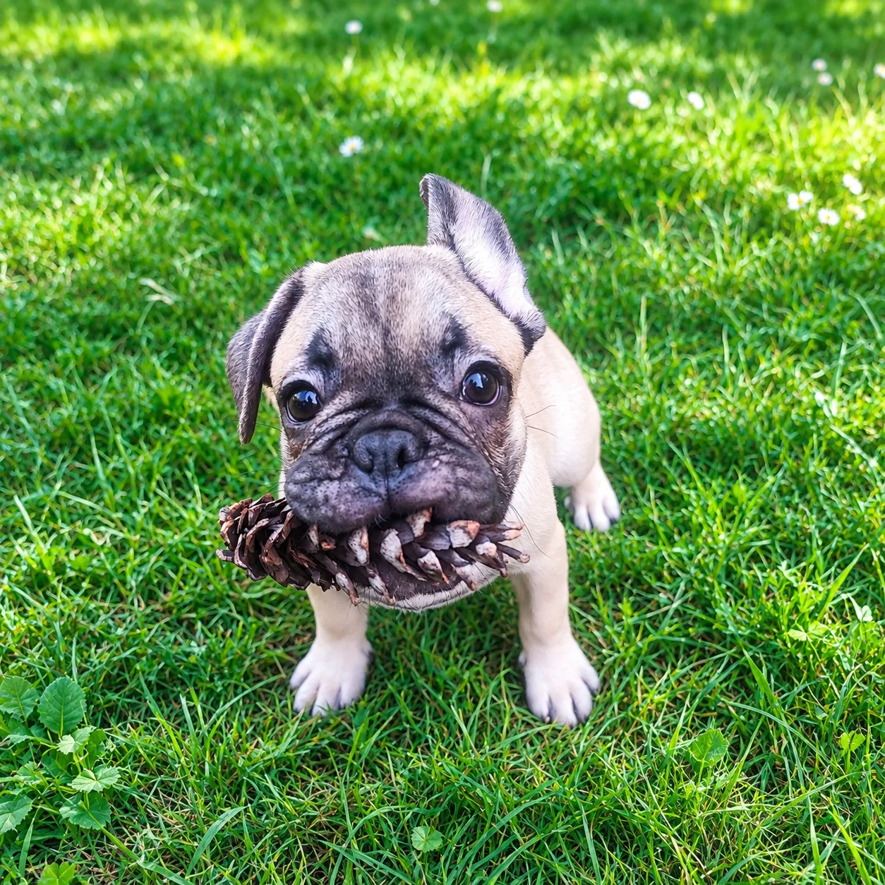 Pui Bulldog Francez băiețel de trei luni – Cluj-Napoca, Cluj