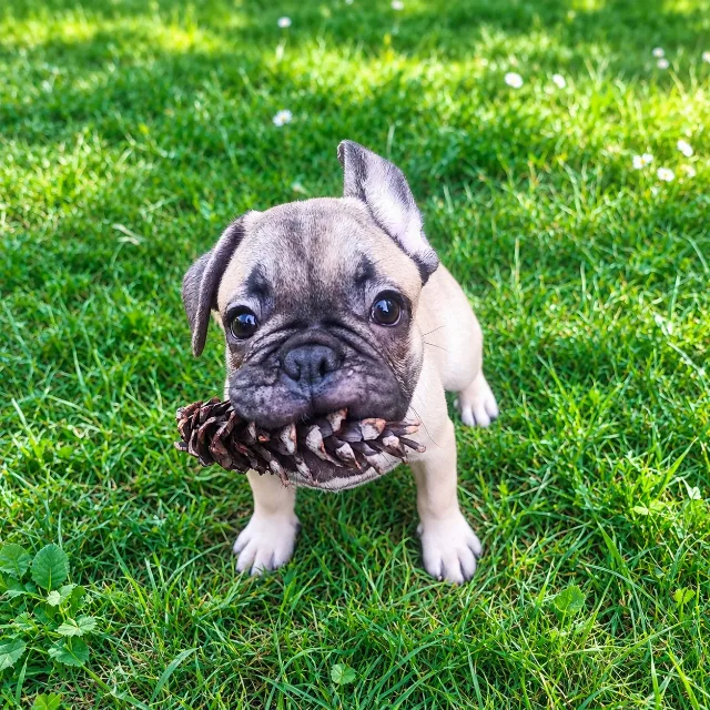 Pui Bulldog Francez băiețel de trei luni – Cluj-Napoca, Cluj