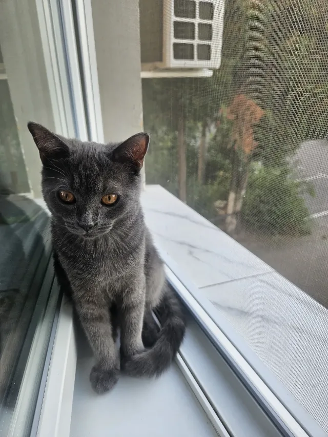 Motanel British shorthair – fotografia 2 din 2
