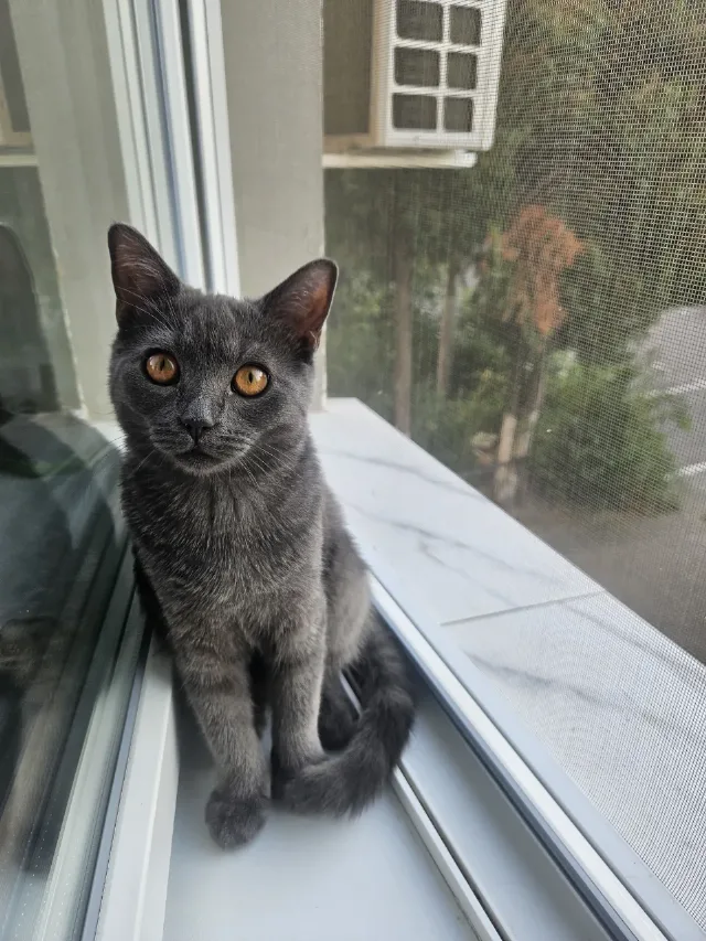 Motanel British shorthair – Hunedoara, Hunedoara