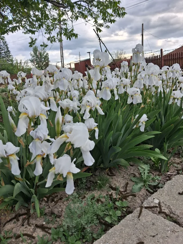 Irisi albi superbi pentru ochii tai si nu numai! – Buzau, Buzău
