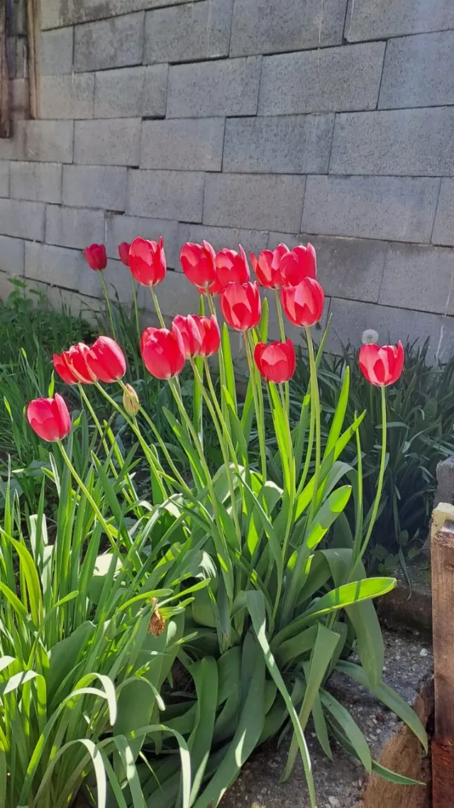 Lalele foarte frumoase – Buzau, Buzău