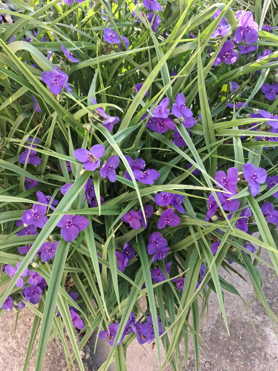 Buna dimineata asa se numeste aceasta superba floare – Buzau, Buzău