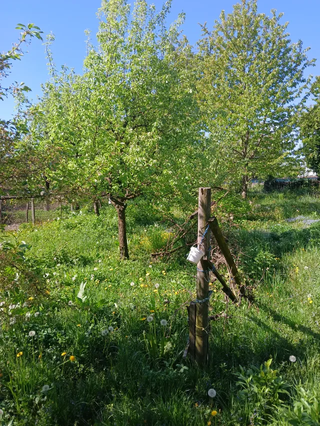 Vand teren intravilan – Boroaia, Suceava