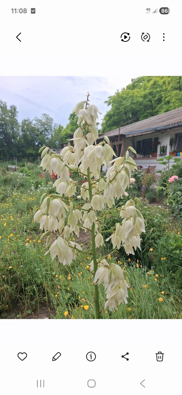 yuca foarte frumoasa – Buzau, Buzău