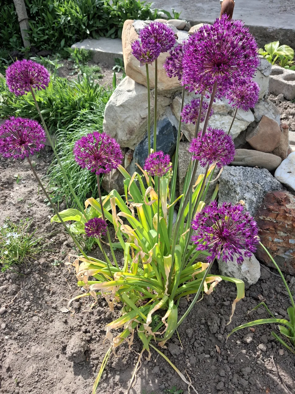 Ceapa decorativa ,asa se numeste aceasta floare – Buzau, Buzău