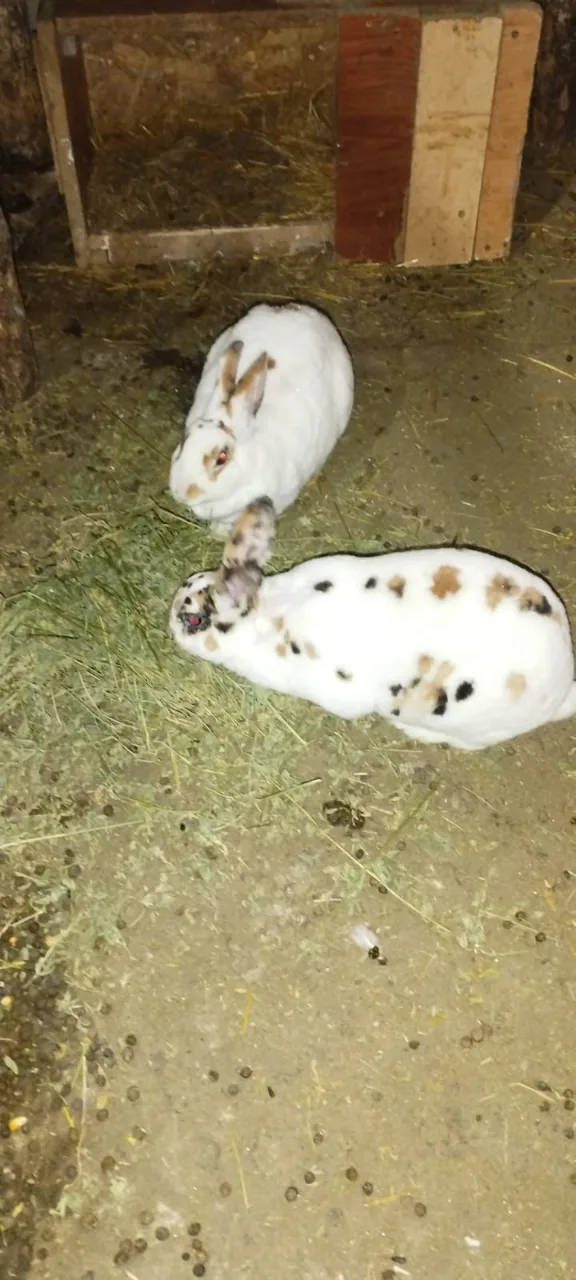iepurași Rex pitic tricolor – Lehliu-Gara, Călărași