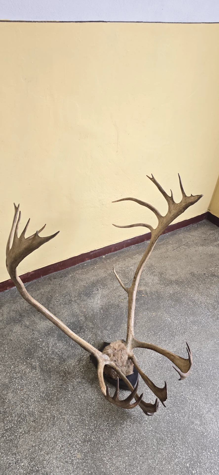 Trofeu cerb lopatar caribu – Pitesti, Argeș