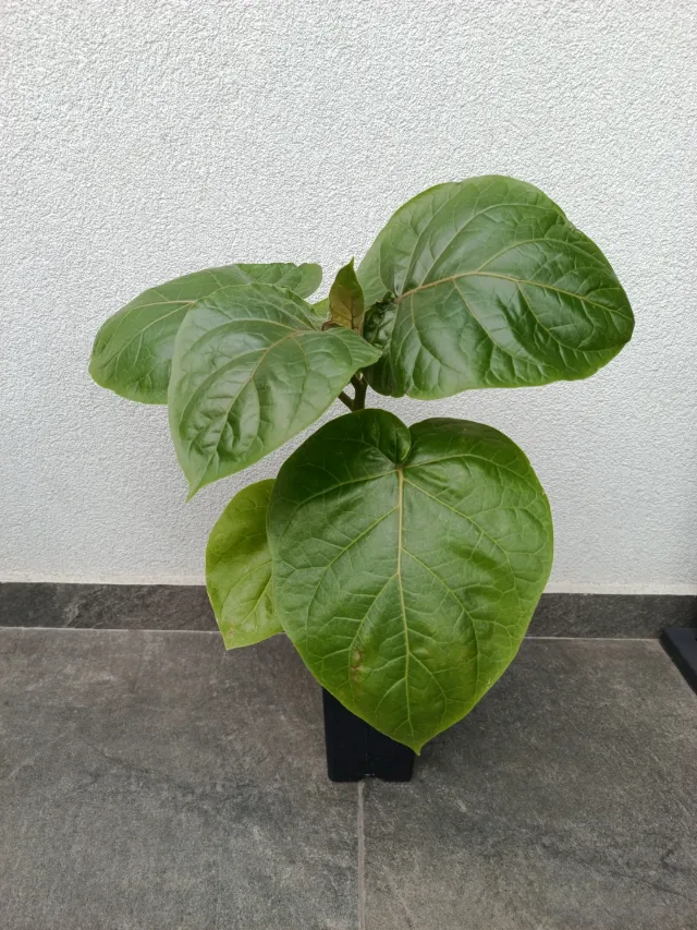 🌱 TAMARILLO – ROȘIA ARBORE – PLANTĂ EXOTICĂ DE VÂNZARE – Oradea, Bihor