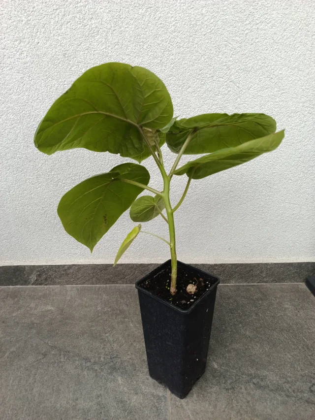 🌱 TAMARILLO – ROȘIA ARBORE – PLANTĂ EXOTICĂ DE VÂNZARE – fotografia 2 din 2