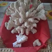 Se vinde coral decorativ – Oradea, Bihor