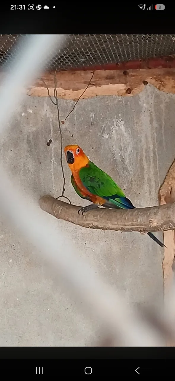 papagali aratinga jadnaia pereche – fotografia 2 din 2