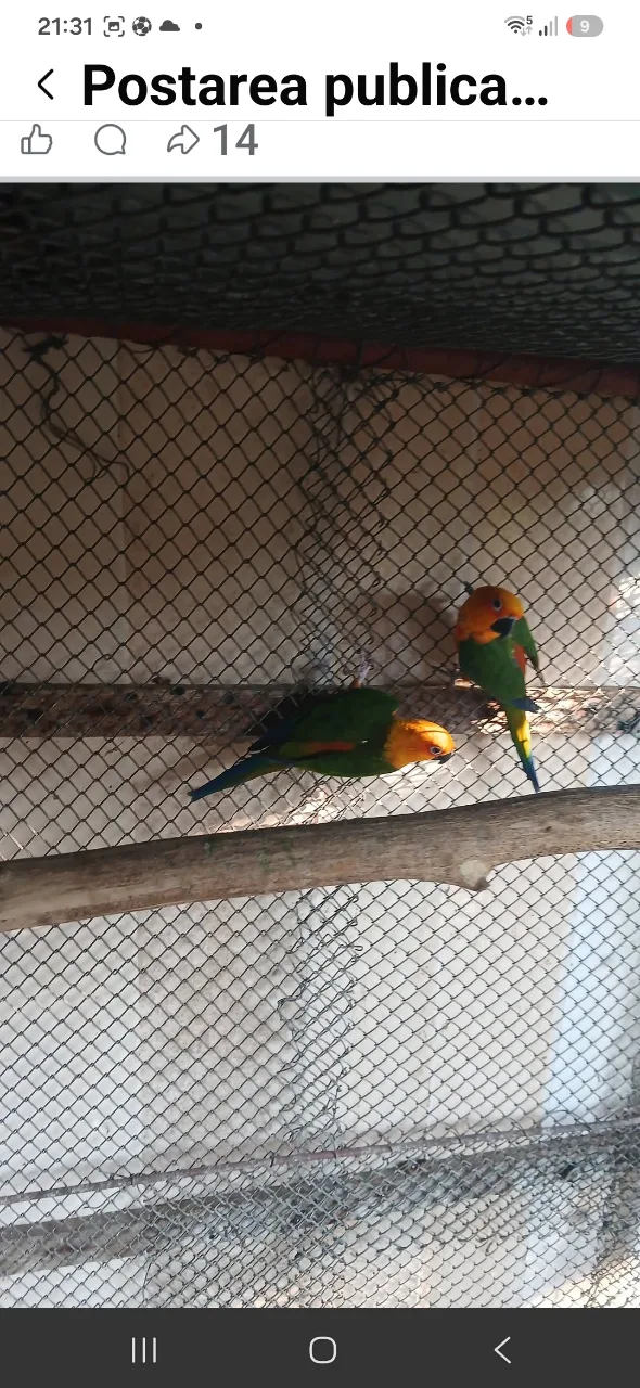 papagali aratinga jadnaia pereche – Calnic, Caraș-Severin