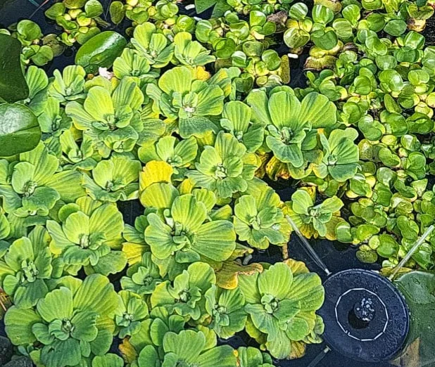 Plante  de apa/ iaz – Sibiu, Sibiu