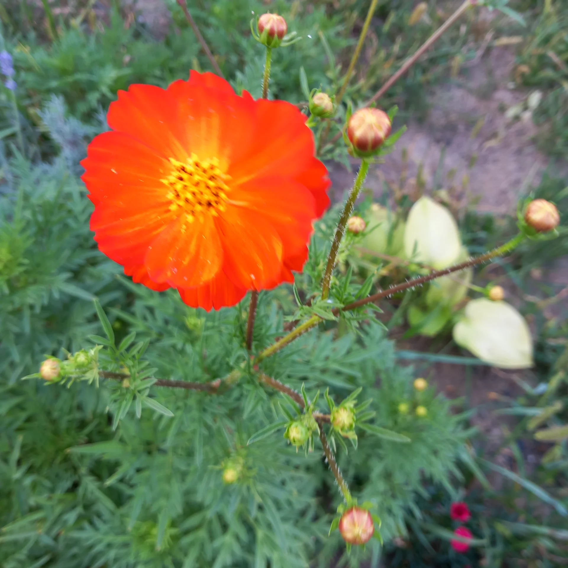 Seminte cosmos portocaliu – Sibiu, Sibiu