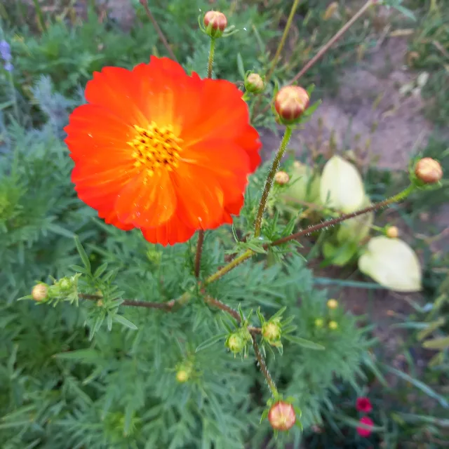 Seminte cosmos portocaliu – Sibiu, Sibiu
