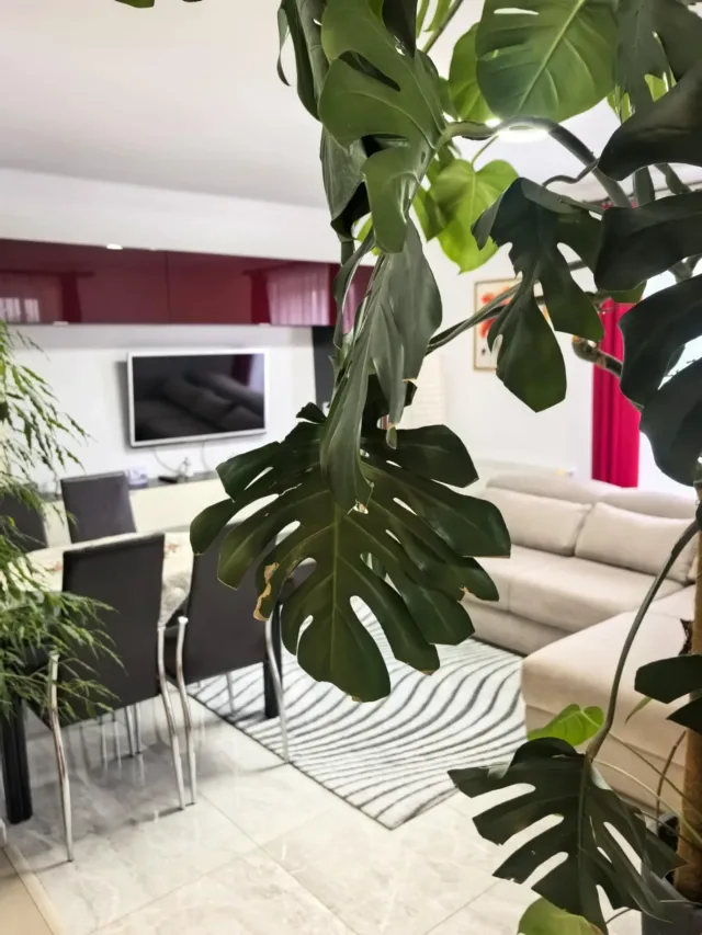 Vânzare ap 2 camere în Tohanul Nou - Brasov – fotografia 2 din 8