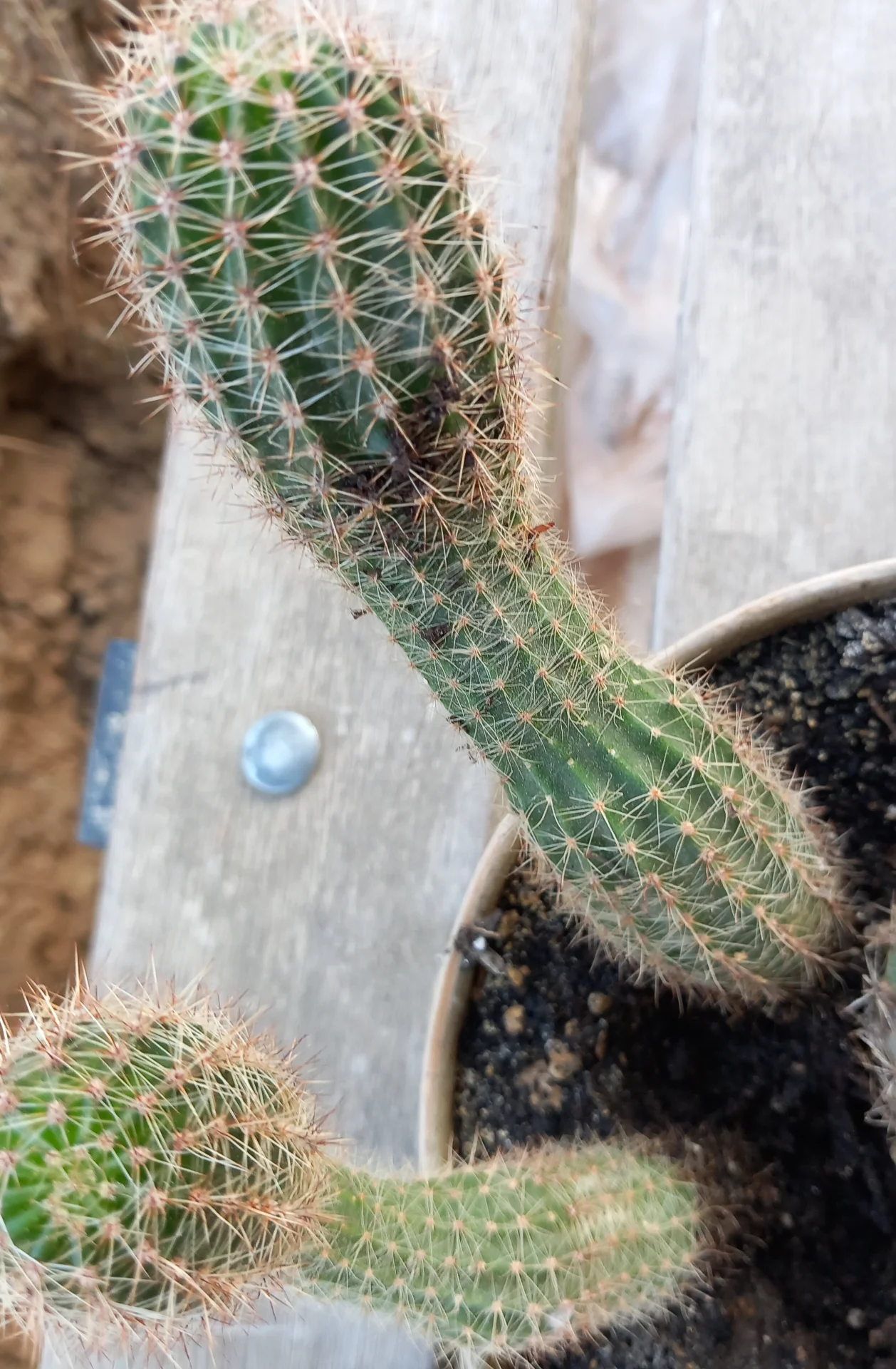 Cactus/ aloe pui – fotografia 1 din 1