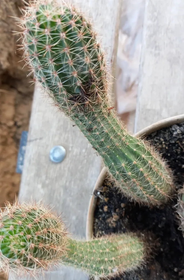 Cactus/ aloe pui – Sibiu, Sibiu
