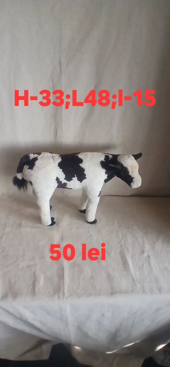 Vacuta Lola din Alpi – Constanța, Constanța