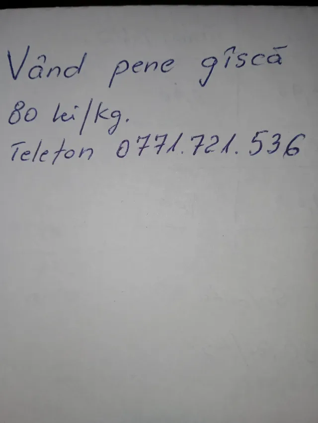Pene gîscă. 80 lei/kg – fotografia 2 din 2