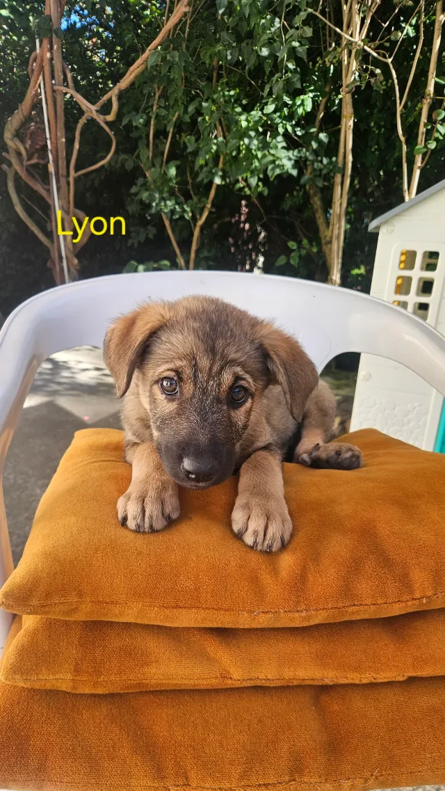 Dau spre adoptie catelusi superbi! – fotografia 5 din 5