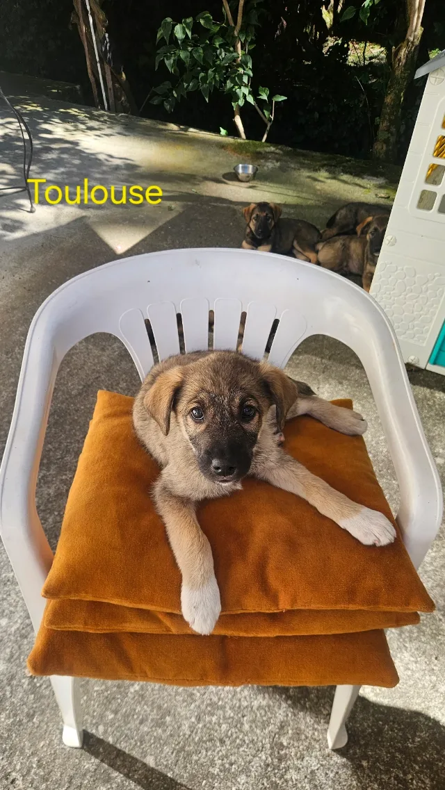 Dau spre adoptie catelusi superbi! – fotografia 3 din 5